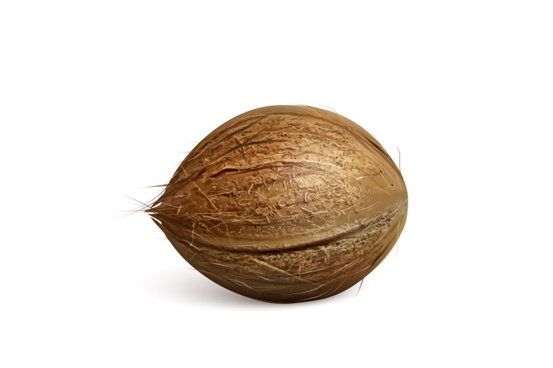 coconut-freshness-tropical-nut-tree-fruit-vector