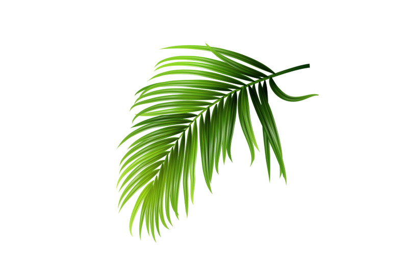 coconut-tropical-palm-green-leaves-branch-vector