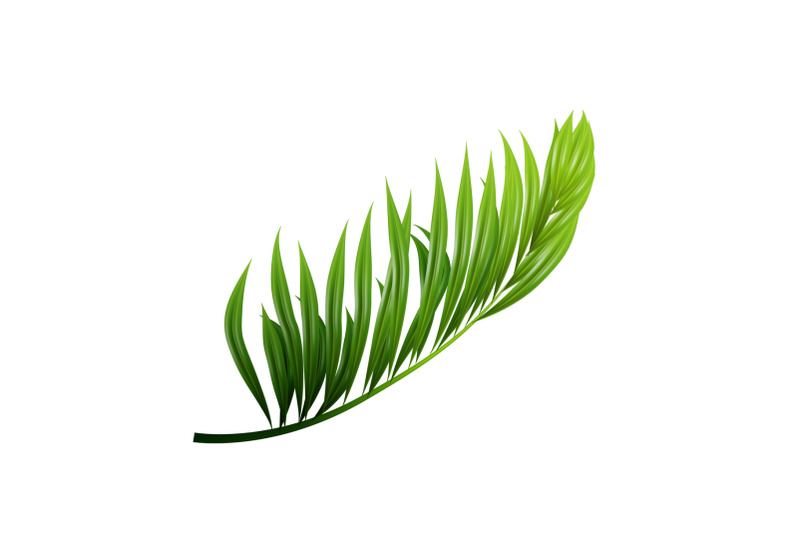 coconut-exotical-palm-green-leaf-branch-vector