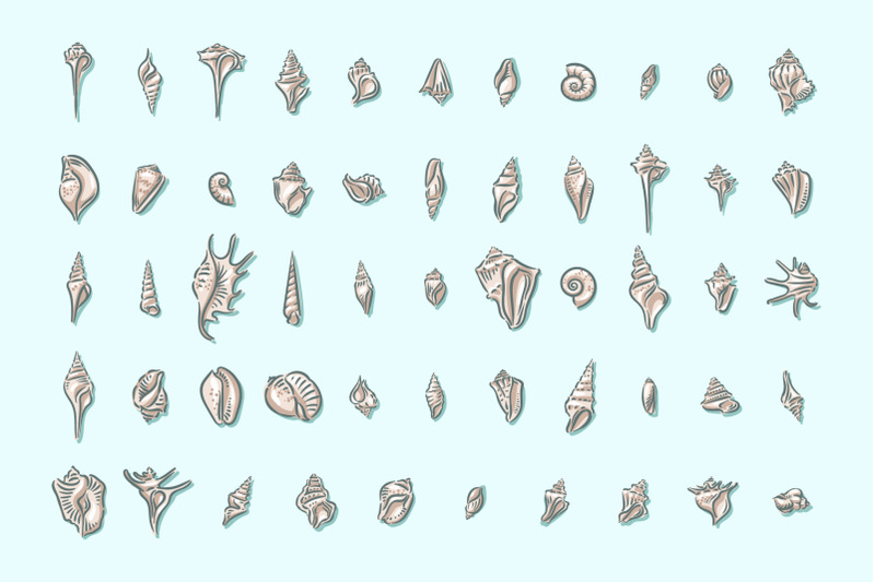 seashell-illustration-set-with-patterns-seashell-shell-sea-mollusk