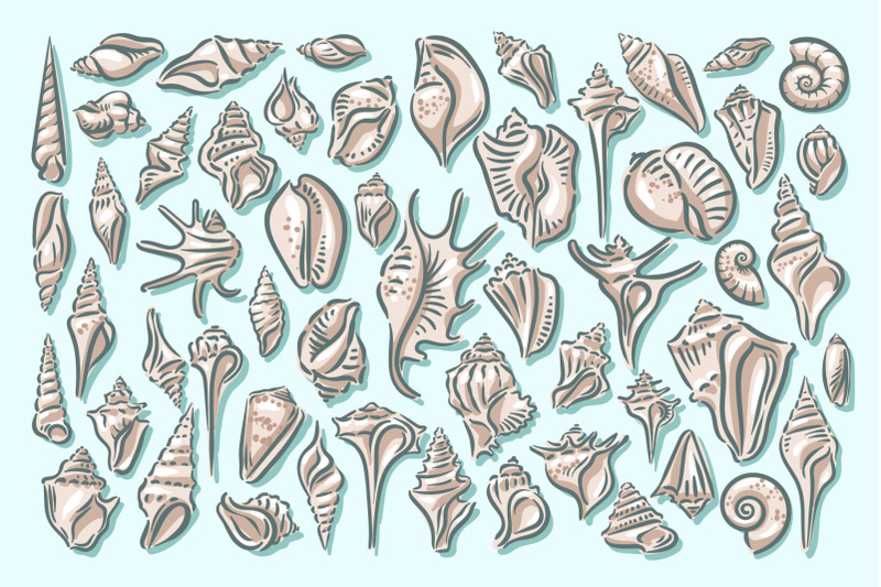 seashell-illustration-set-with-patterns-seashell-shell-sea-mollusk