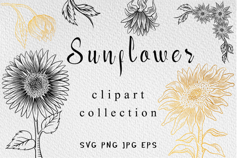 sunflower-clipart-collection