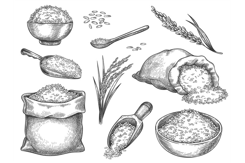 sketch-rice-grains-vintage-seeds-pile-and-farm-ears-whole-basmati-gr