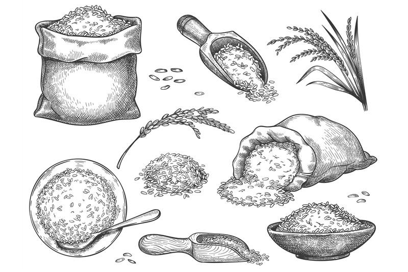 hand-drawn-rice-flour-retro-engraving-cereal-spikelets-of-wheat-rye