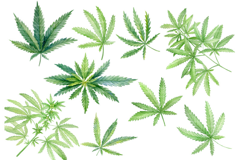 cannabis-christmas-watercolor-clipart-set-marijuana-leaves-png