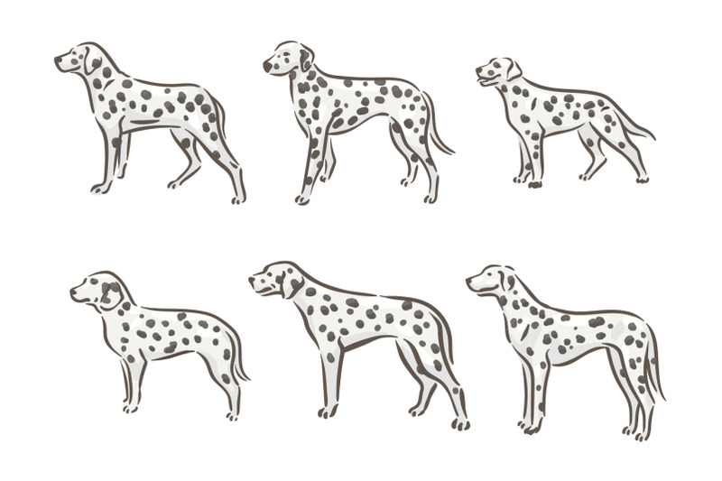 dalmatian-breed-dog-illustration