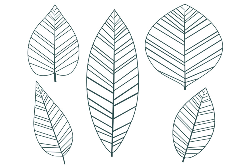 leaves-collection-leaves-vector-leaves-svg