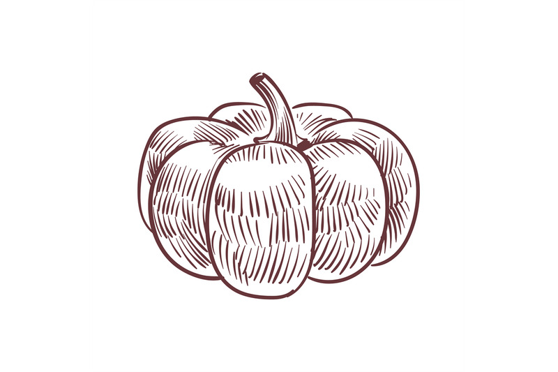 hand-drawn-pumpkin-detailed-organic-product-sketch-cooking-flavor-in
