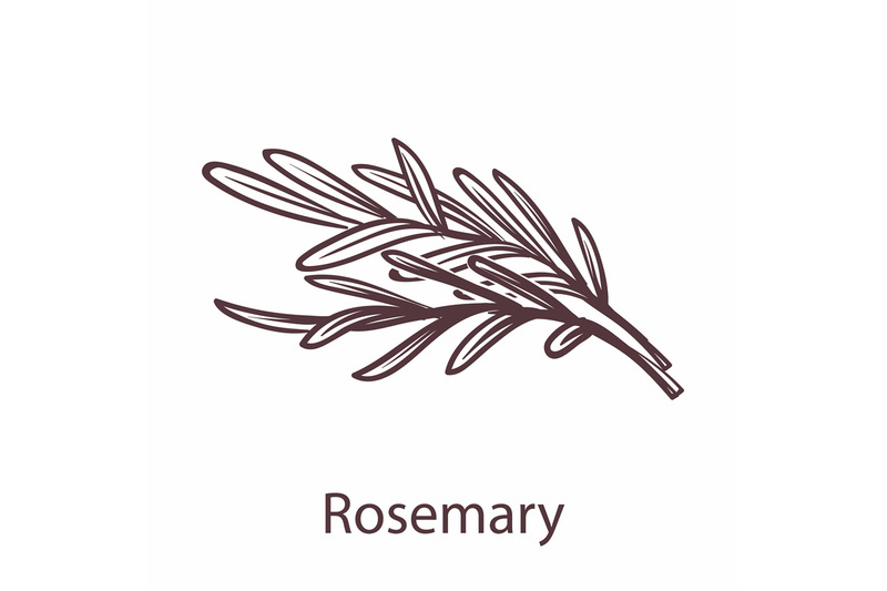 rosemary-icon-botanical-hand-drawn-branch-sketch-for-labels-and-packa