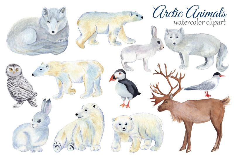 Arctic Animals Watercolor Clipart, Winter Clipart By Svitlana Yanyeva ...
