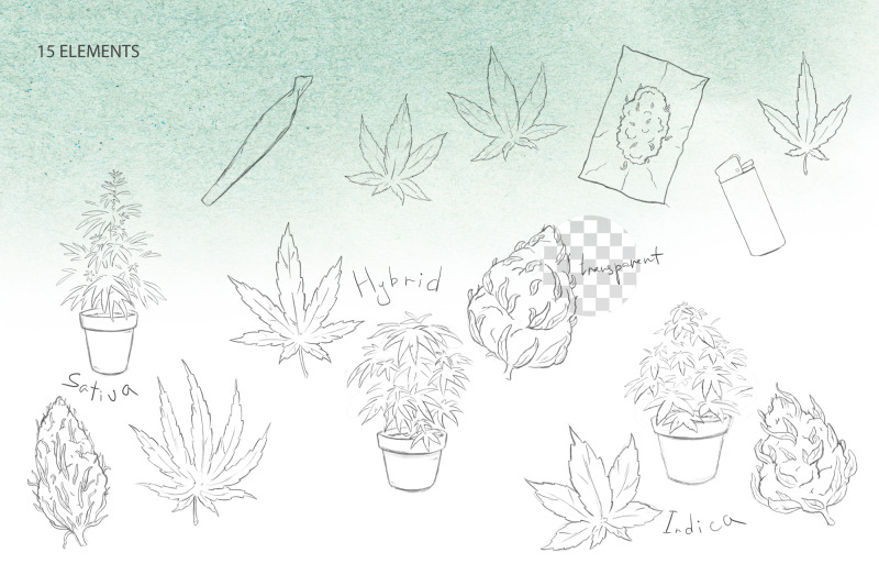 pencil-drawn-cannabis
