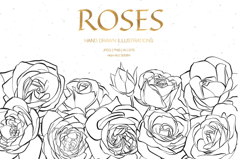 hand-drawn-roses-illustrations