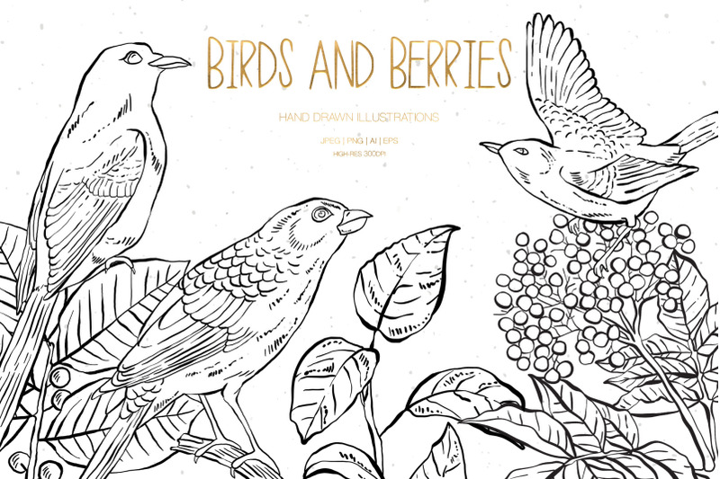 birds-and-berries-illustrations