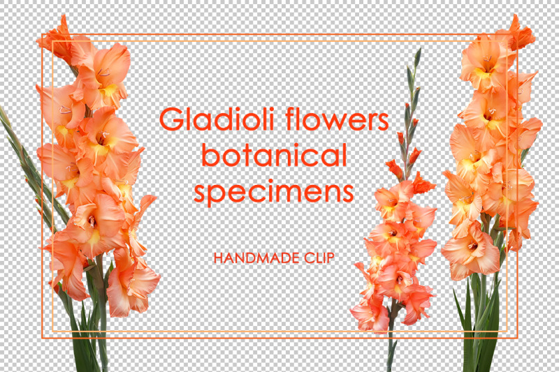 flowers-of-orange-gladioli