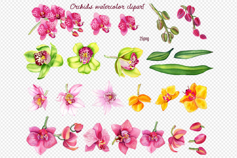 orchids-clipart-tropical-flower-watercolor