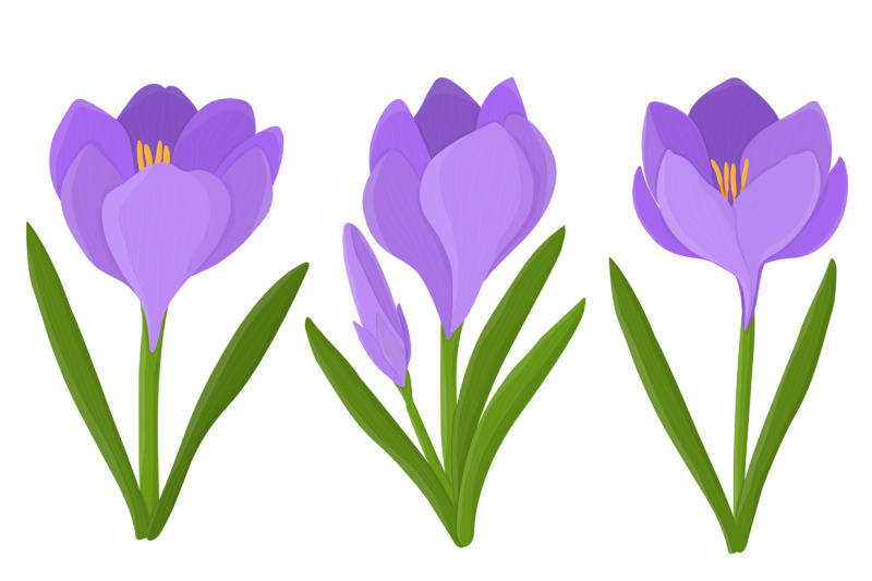 crocuses-vector-crocuses-flower-crocuses-svg-flowers-svg