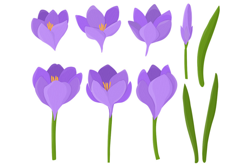 crocuses-vector-crocuses-flower-crocuses-svg-flowers-svg