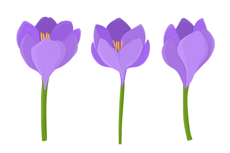 crocuses-vector-crocuses-flower-crocuses-svg-flowers-svg