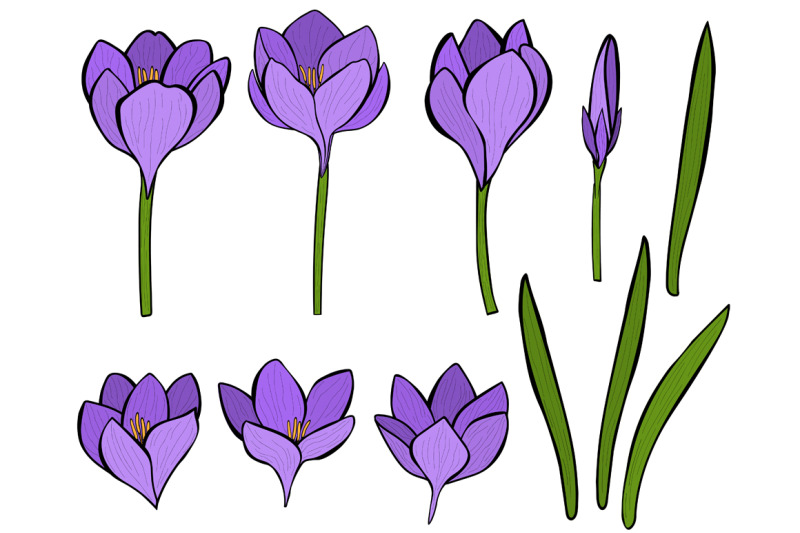 crocuses-vector-crocuses-flower-crocuses-svg-flowers-svg