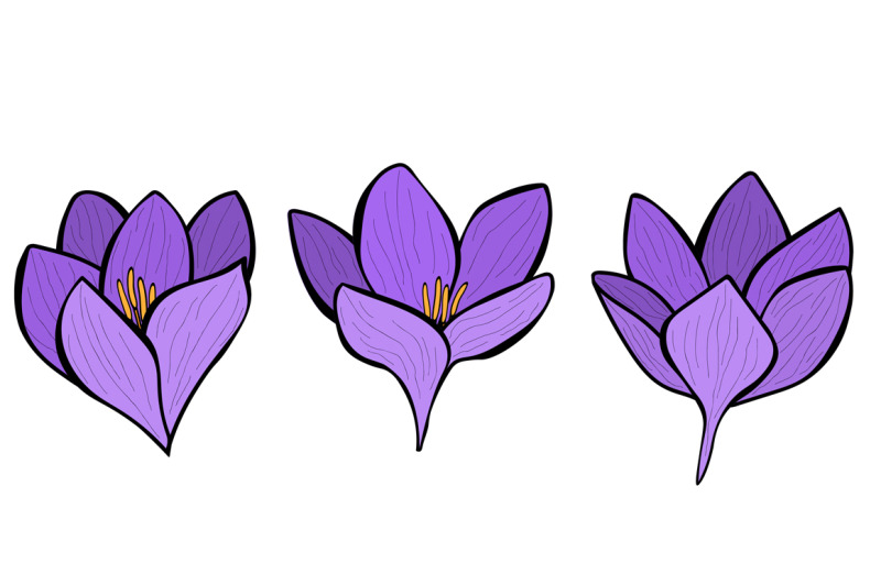 crocuses-vector-crocuses-flower-crocuses-svg-flowers-svg