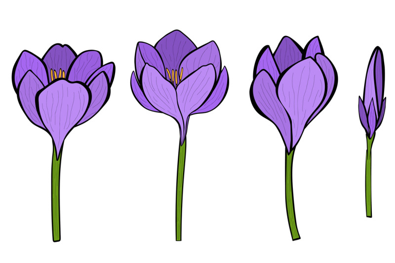 crocuses-vector-crocuses-flower-crocuses-svg-flowers-svg