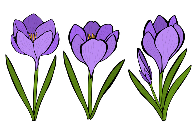 crocuses-vector-crocuses-flower-crocuses-svg-flowers-svg