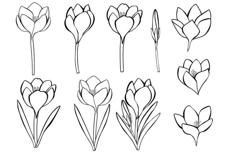 crocuses-black-and-white-coloring-crocuses-svg-flowers-svg