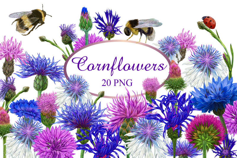 cornflowers-clip-art-wildflowers-clipart