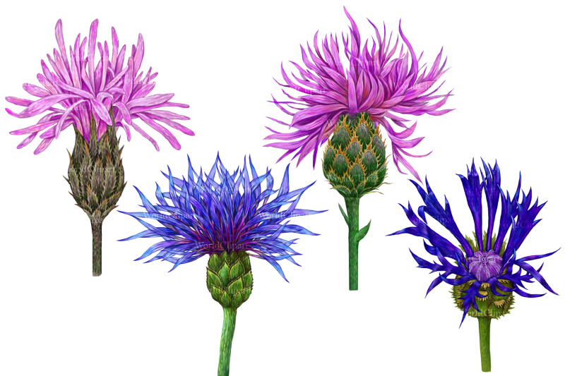 cornflowers-clip-art-wildflowers-clipart