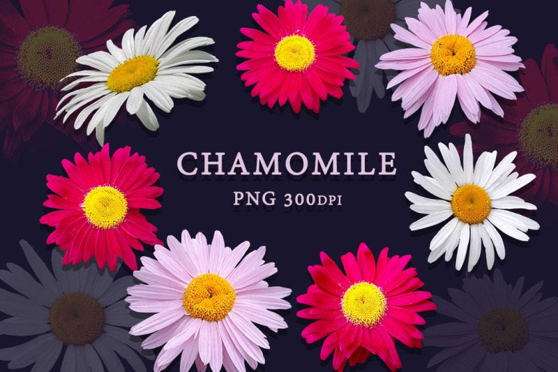 chamomile-flowers