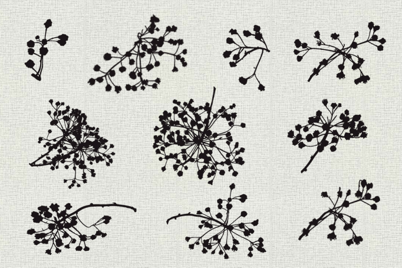 field-grass-inflorescence-brushes-abr