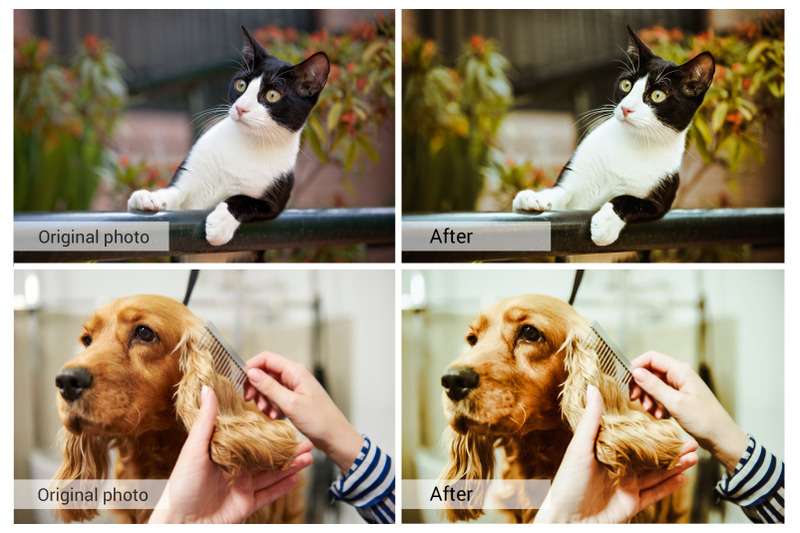 20-lovely-pets-presets-photoshop-actions-luts-vsco