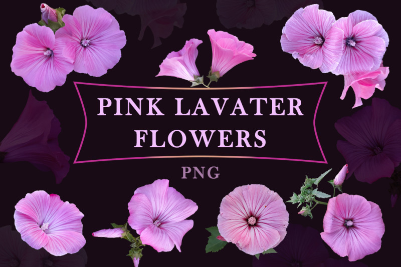 pink-lavater-flowers