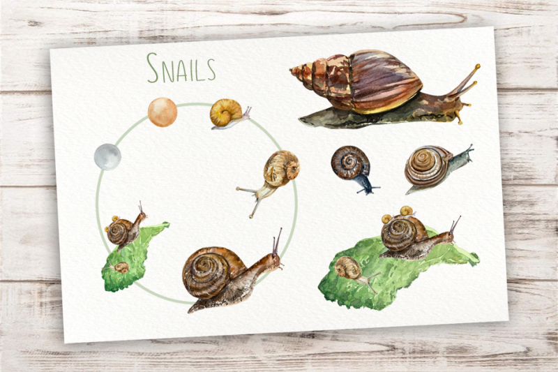 snails-life-cycle-clip-arts-and-print