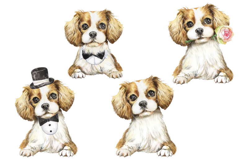cavalier-king-charles-spaniel-watercolor-clipart-with-a-pet
