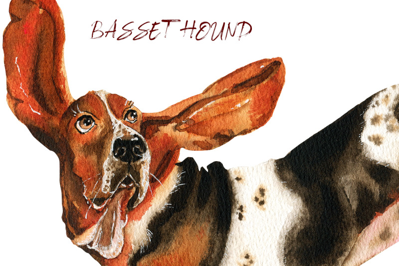 basset-hound-watercolor-portrait-dog-clipart