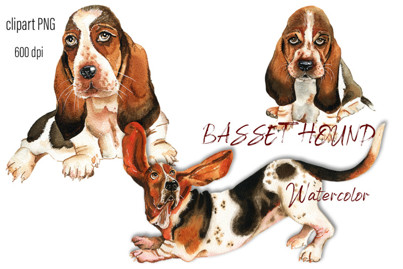 basset-hound-watercolor-portrait-dog-clipart