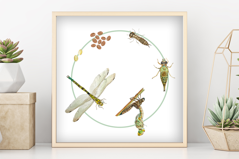 watercolor-dragonfly-life-cycle-poster-and-clip-art