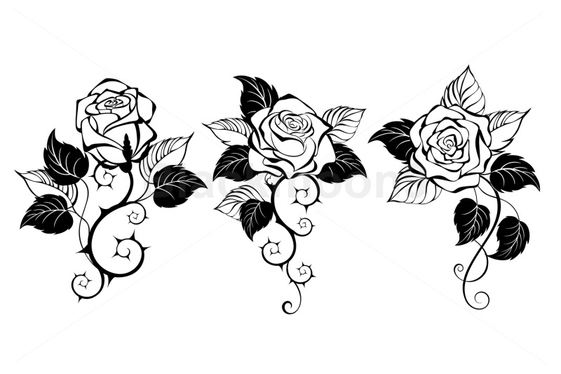 three-outline-roses