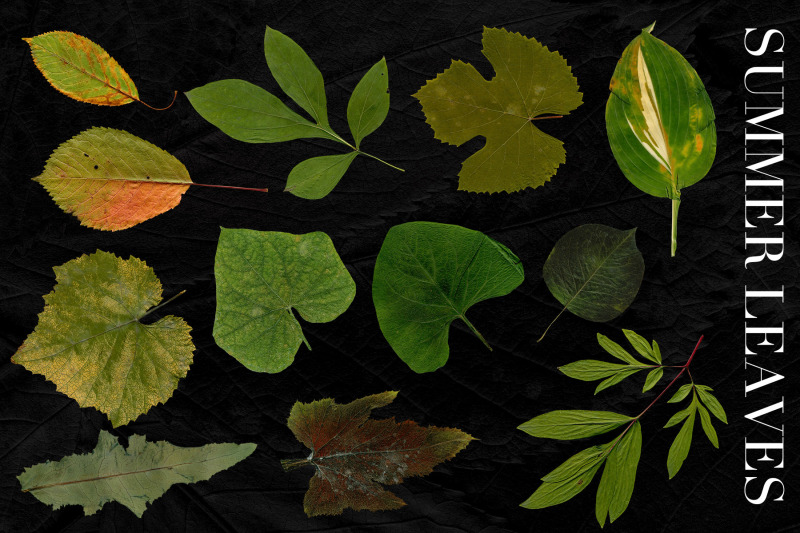 fall-leaves-elements-amp-backgrounds-bundle