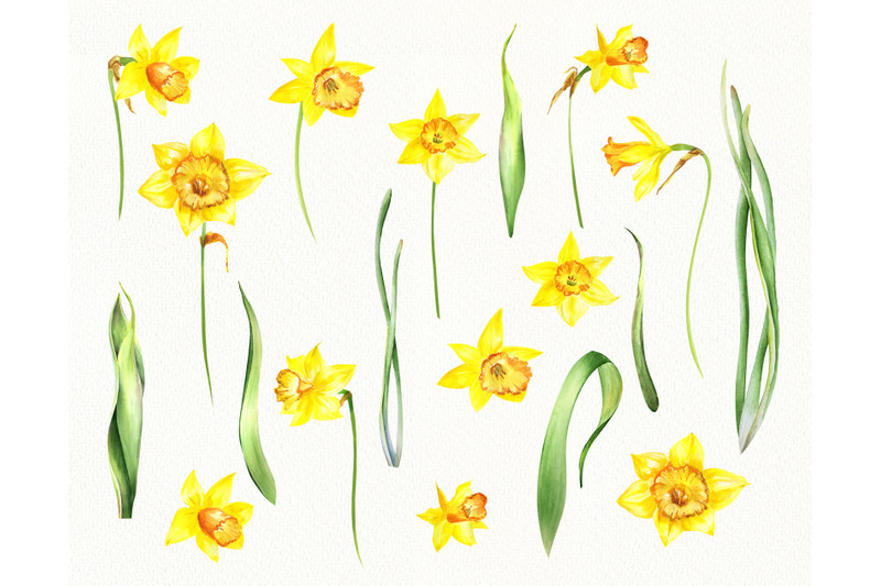 watercolor-daffodil-clipart-easter-clipart-with-yellow-floral-element