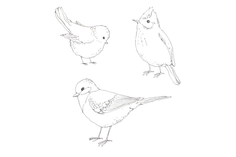 little-spring-birds