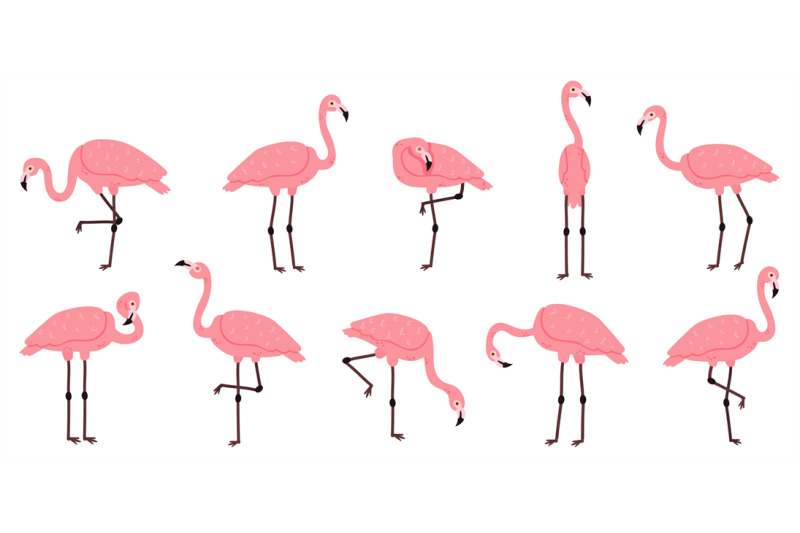 pink-flamingo-exotic-flamingos-birds-rose-feathers-african-animal-ch