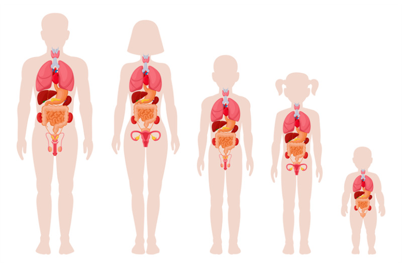 human-anatomy-organs-man-woman-girl-boy-and-newborn-baby-with-inte