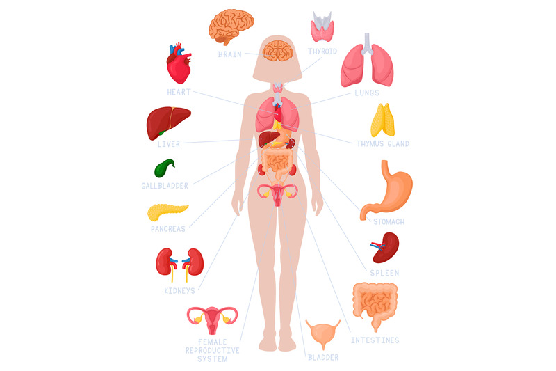 woman-internal-organs-infographic-human-body-anatomy-lungs-kidneys