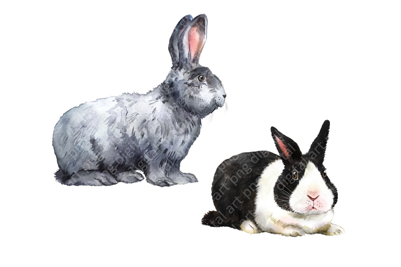 rabbits-watercolor-clipart-pets-farm-animals-rabbit-breeding-animal