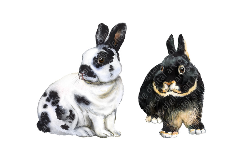 rabbits-watercolor-clipart-pets-farm-animals-rabbit-breeding-animal