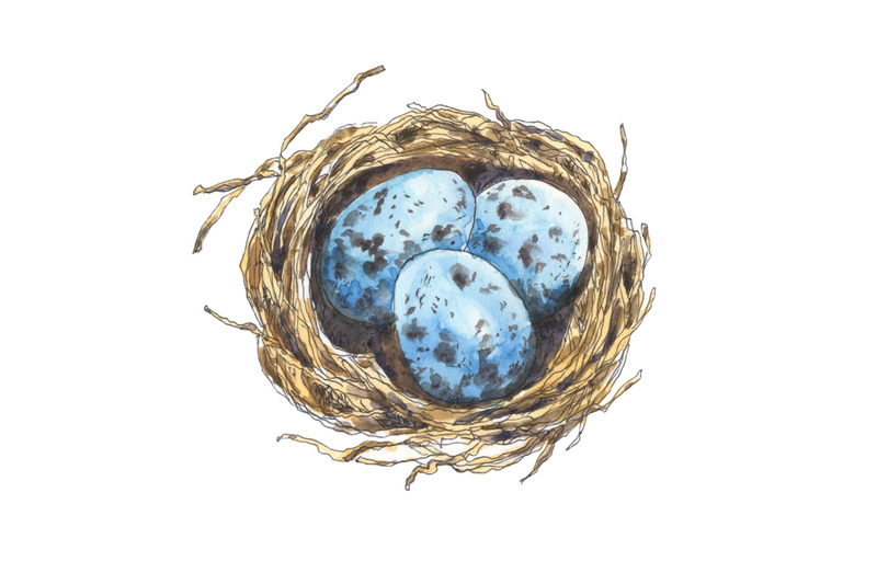 bird-039-s-nest-with-eggs-hand-drawn-in-watercolor