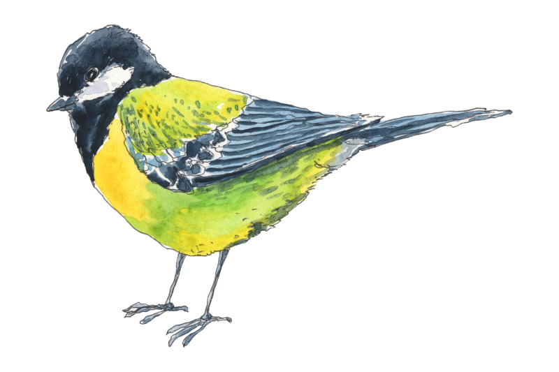 titmouse-bird-hand-drawn-in-watercolor