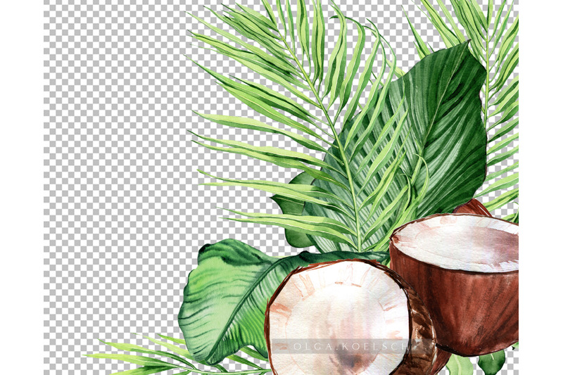 coconut-watercolor-clipart-modern-tropical-clipart-coconut-png-palm